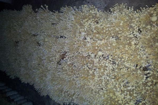 金针菇种植加盟 低成本高回报的农业创业新选择