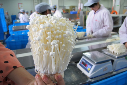上海与都江堰共探后援建合作新路 金针菇产业成为点睛之笔