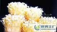 大量优质金针菇诚信供应，欢迎长期合作客户