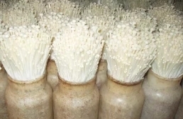 中国金针菇销量前10,金针菇的发展前景